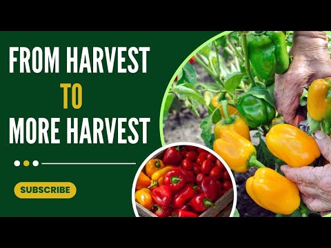 These 7 Super Crops Keep Producing More After Every Harvest!