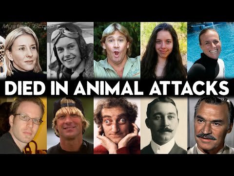 10 Shocking Fatal Animal Encounters | Careless or Bad Luck?!