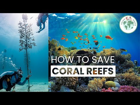 Saving Coral Reefs | Coral Restoration Foundation