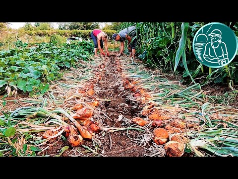 🧅 Когда убирать лук 🌱 Уборка урожая лука летом