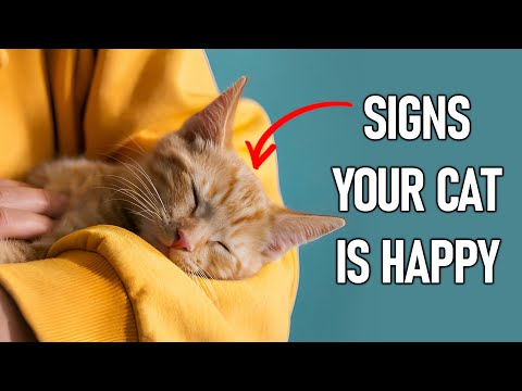 10 Secret Signs Your Cat is Happy | Must-See for Cat Lovers