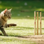 Close Calls and Cat Surprises: An Unpredictable Cricket Clash